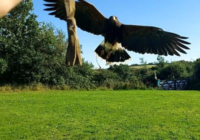 Falconry Experience Wales