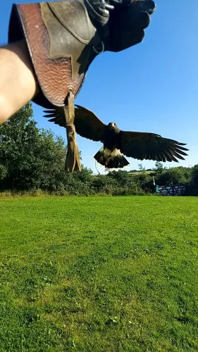 Falconry Experience Wales