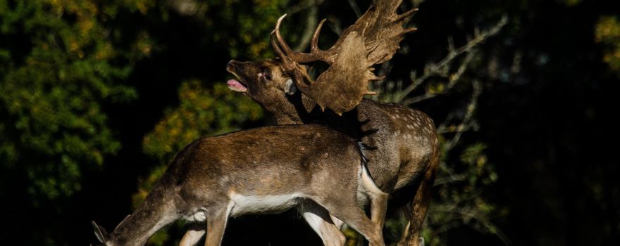 Knepp Wildland Safaris
