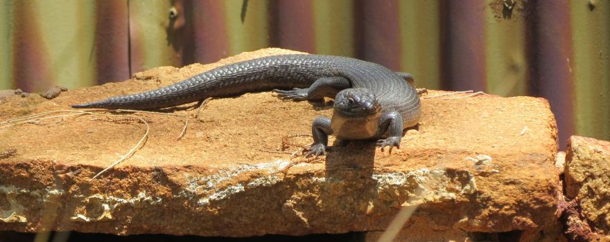 The West Australian Reptile Park