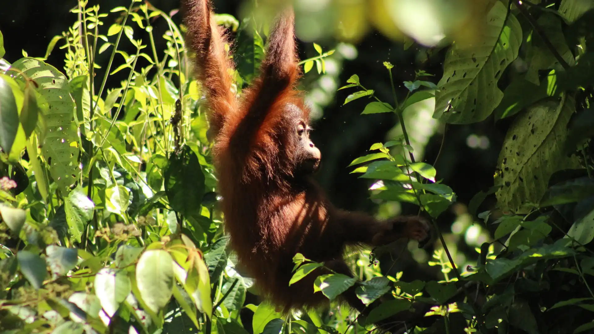 Hotels near L.O.S.T Borneo Jungle Trekking