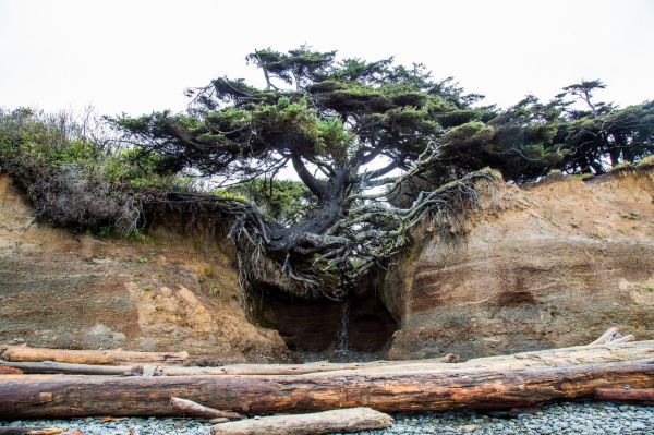 Tree of Life