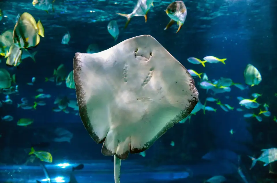4_AquaRio