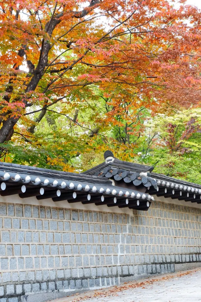 德壽宮傳統屋檐與紅黃秋葉