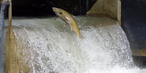 Bowmanville Creek Fish Ladder