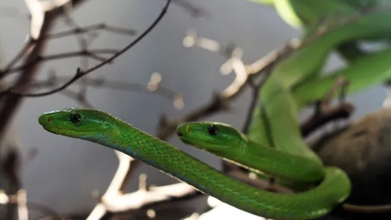 Victoria Falls Snake Park