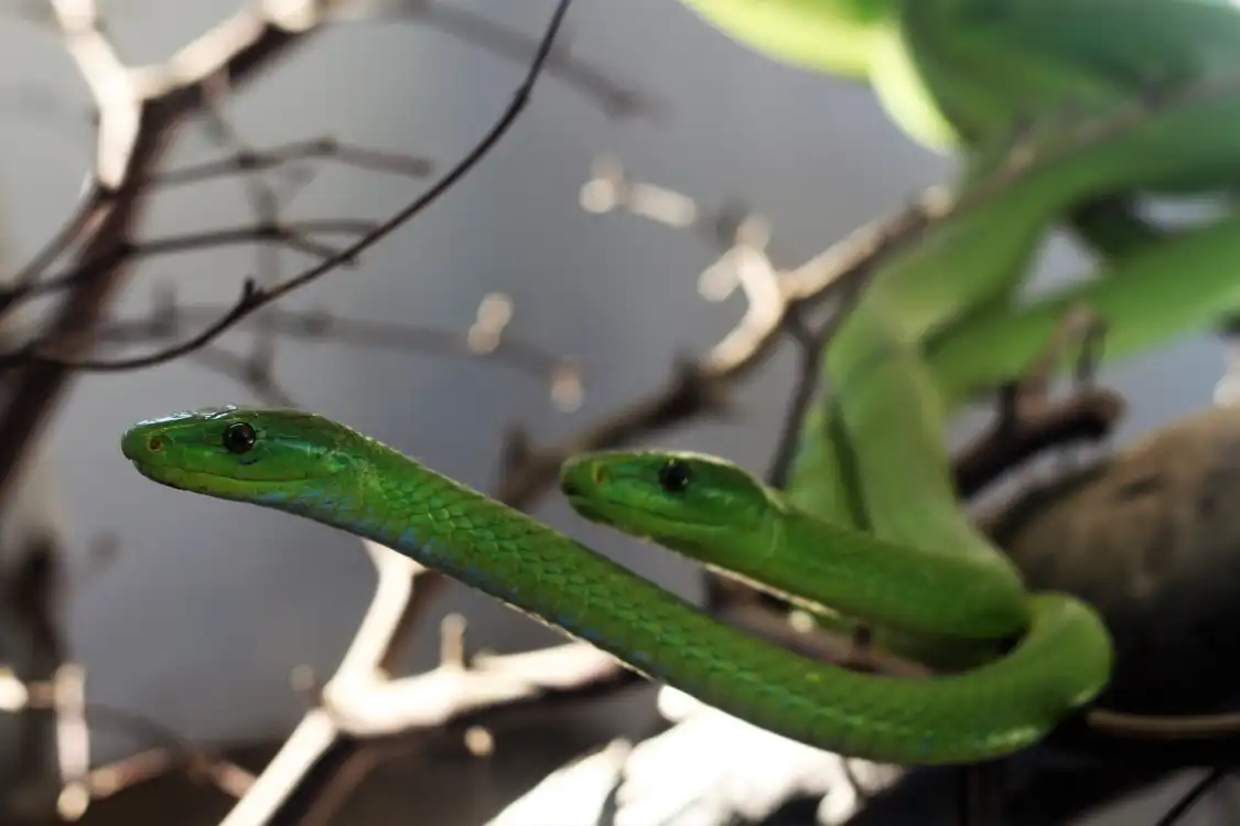 Hotels near Victoria Falls Snake Park