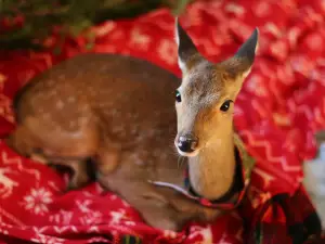 Vermont Reindeer Farm