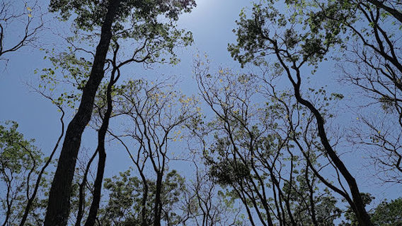 Museo de Entomología del CURLA