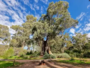 Mambray Creek Campground