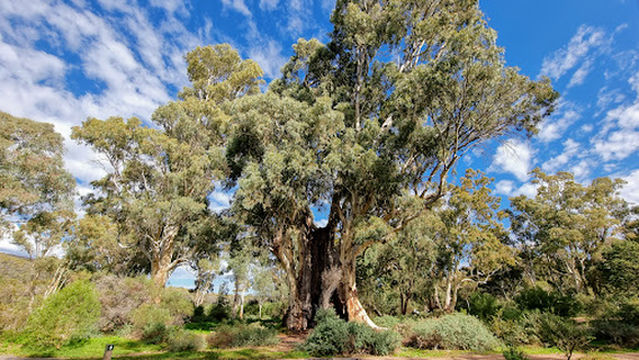 Mambray Creek Campground