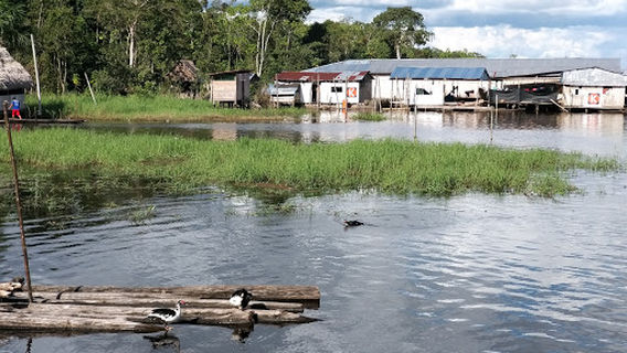 C. P. Ollanta - Nauta