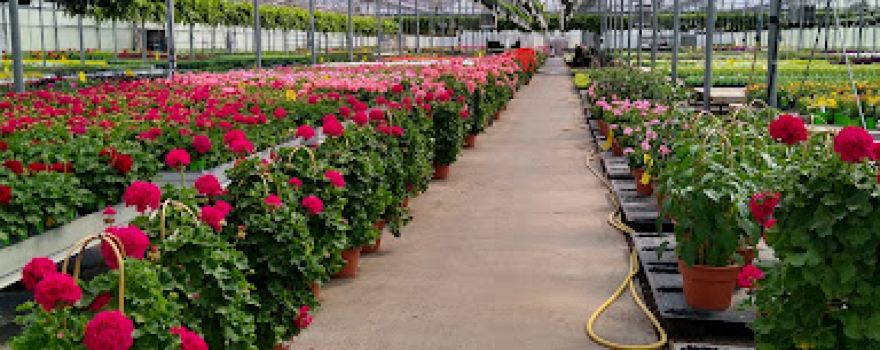 Breckendale Flower Farm