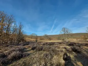 El Bosque de los Enanitos