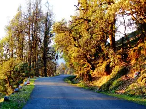 Chopta Meadows Heritage Camps