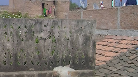 Bagiya Wale Hanuman Temple