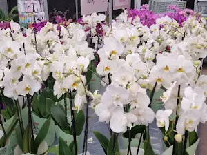 Plantasjen