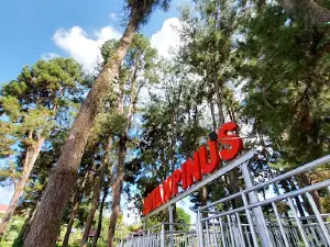 Hutan Pinus Tana Tidung