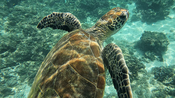 Daymaniat Sea Tours الديمانيات للرحلات البحرية