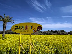 Irago Canola Garden
