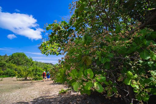 Robinson Glamping Cam Ranh