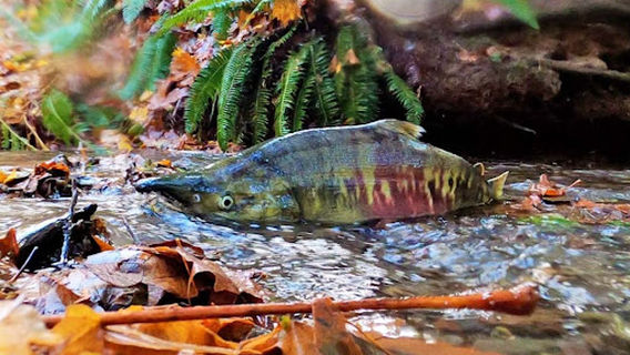 Kennedy Creek Salmon Trail