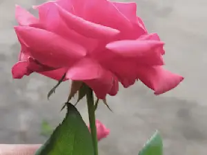 amarwara.wale