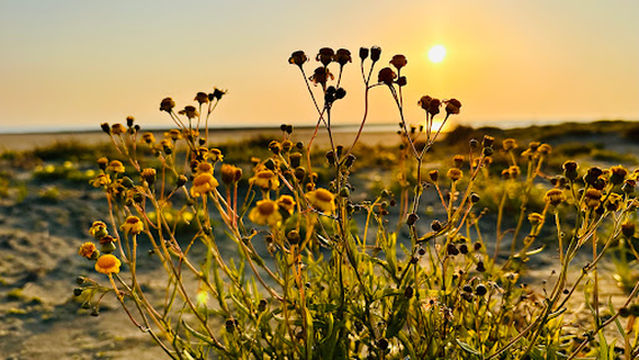 Komatsukaigan Ryokuchi Park