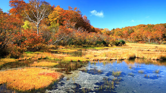 Iwakagami Wetlands