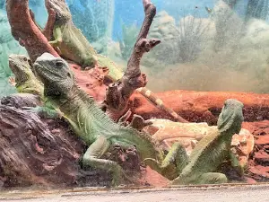 Westman Reptile Gardens