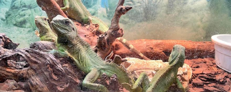 Westman Reptile Gardens