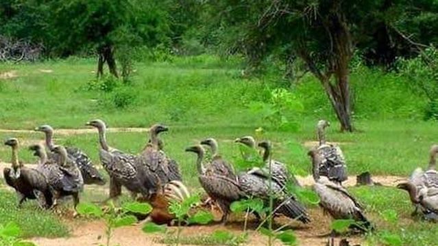 Al Dinder National Park