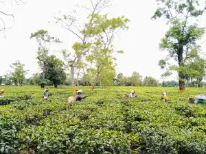Bokakhat Tea Estate
