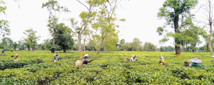 Bokakhat Tea Estate