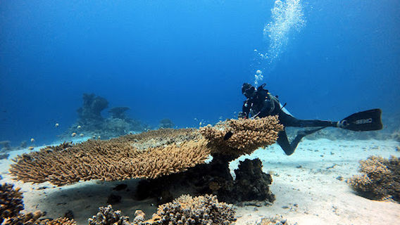 Seamax Sharm Dive Center