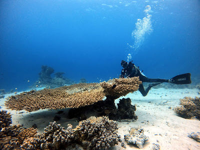 Seamax Sharm Dive Center