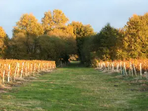 Château La Hourcade