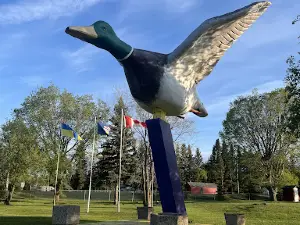 World's Largest Mallard Duck