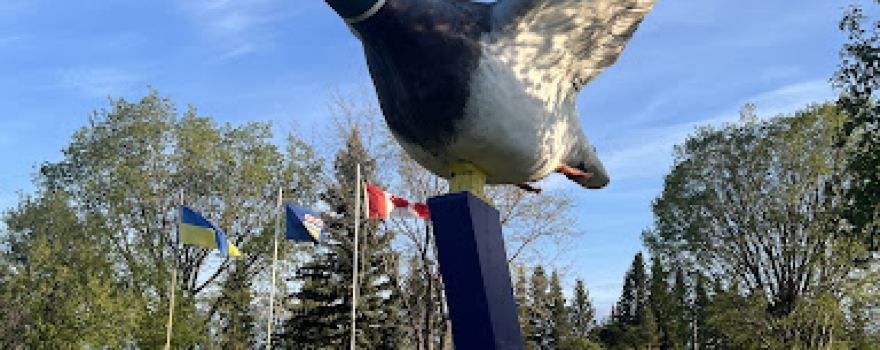 World's Largest Mallard Duck