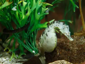 Lakes Aquarium