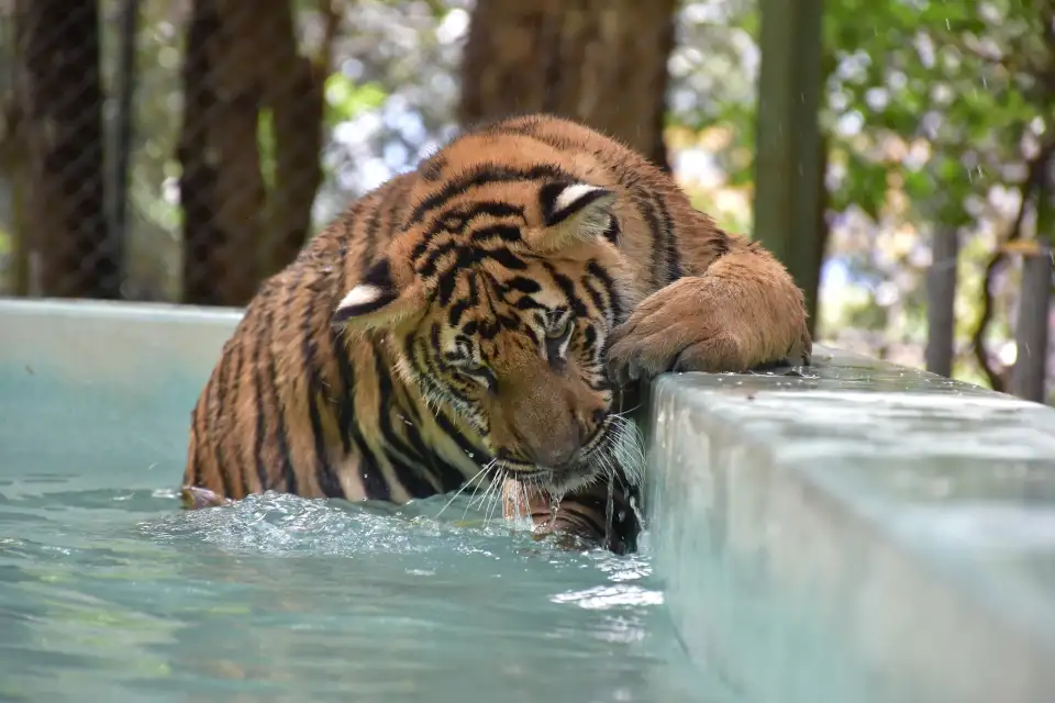 3_Tiger Kingdom Phuket