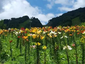 White World Oze Iwakura