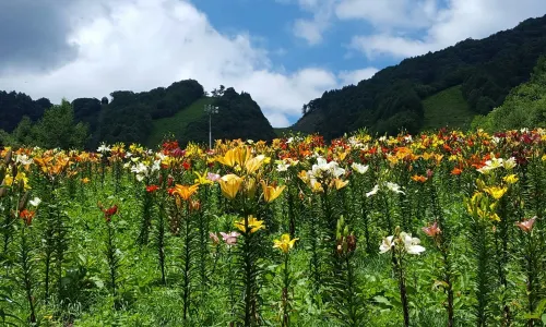 White World Oze Iwakura