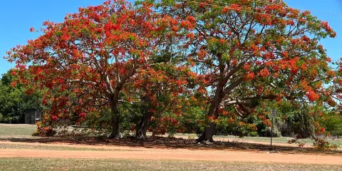達爾文軍事博物館