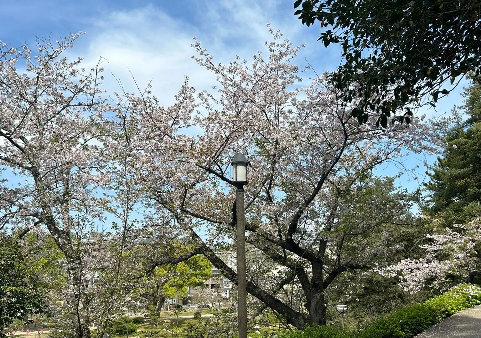 Hotels near Dogo Park