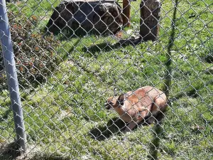 Great Cats World Park