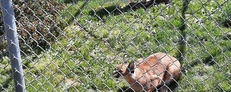 Great Cats World Park