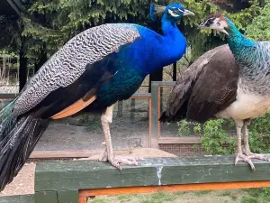 North Zealand Bird Park (Nordsjællands Fuglepark)