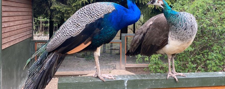 North Zealand Bird Park (Nordsjællands Fuglepark)