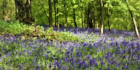 Saltwells Local Nature Reserve